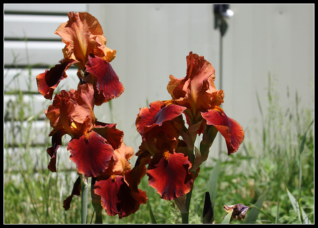 ipernity: Iris Natchez Trace by neira-Dan