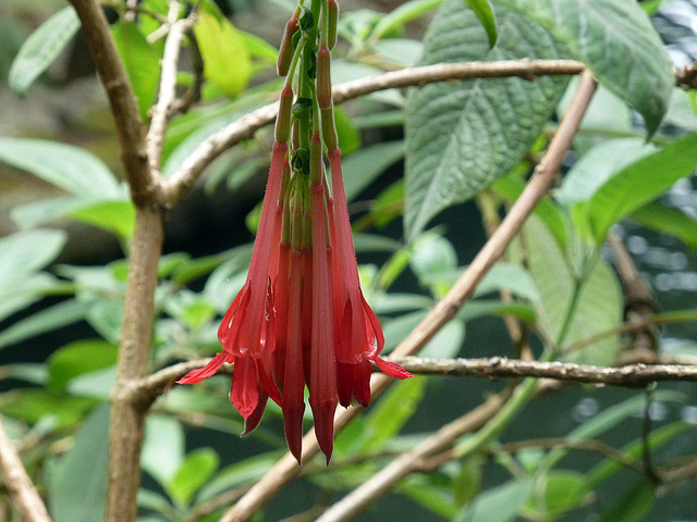 Fuchsia boliviana