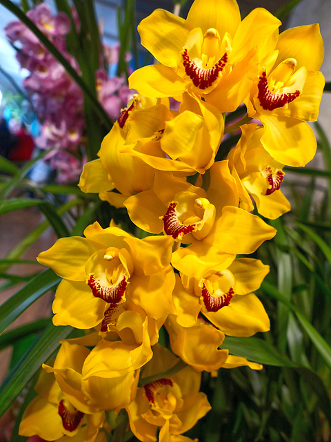 Cymbidium