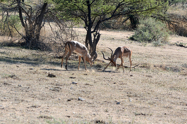 Namibia, Erindi Game Reserve, Duel of Impala Males Namibia, Erindi Game Reserve, Duel of Impala Males