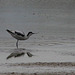 Avocette