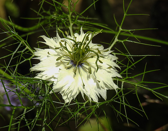 20210717 1754CPw [D~LIP] Damaszener Schwarzkümmel (Nigella damascena), Bad Salzuflen