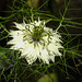 20210717 1754CPw [D~LIP] Damaszener Schwarzkümmel (Nigella damascena), Bad Salzuflen