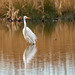 Great white egret