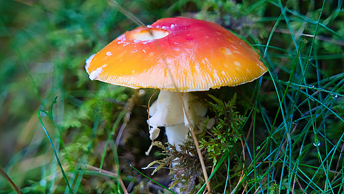 Fliegenpilz