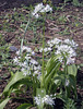 Wild Garlic (Allium Ursinum)