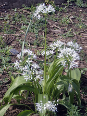 Wild Garlic (Allium Ursinum)