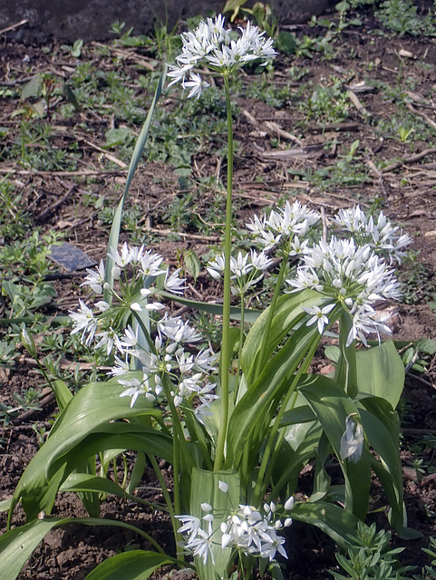 Wild Garlic (Allium Ursinum)