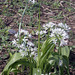 Wild Garlic (Allium Ursinum)