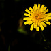 Naturaleza silvestre + (2 notas)