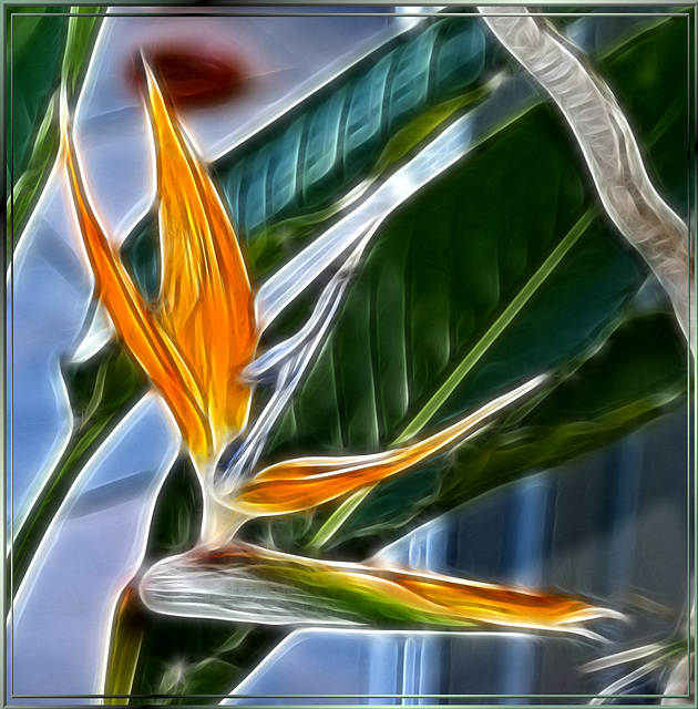 Painted Strelitzia. ©UdoSm