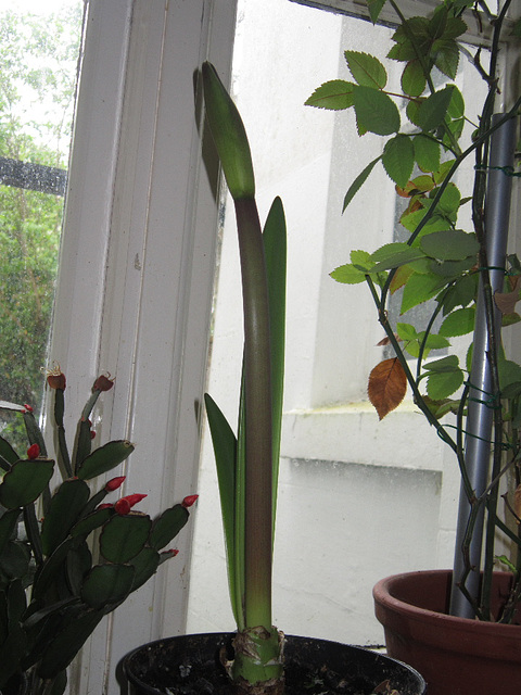 11.5.16 - the amaryllis is shooting up