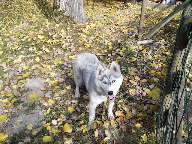 Un gentil et joli chien