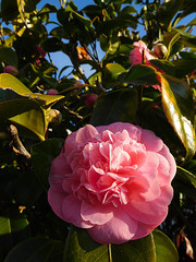 ciel bleu, fleurs,, douceur dans ce monde de bruts