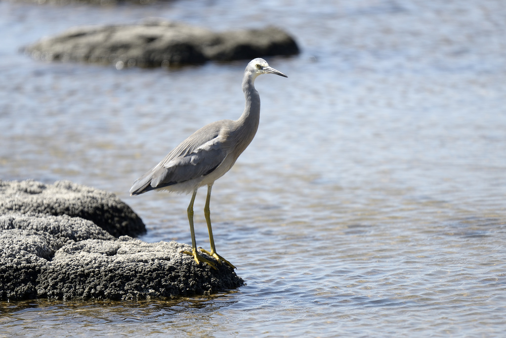 White Faced Heron