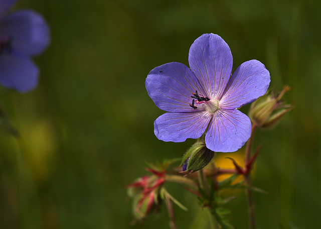 A Cranesbill Maybe