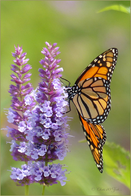 Monarch, Milkweed Butterfly ~ Monarchvlinder (Danaus plexippus)...