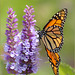 Monarch, Milkweed Butterfly ~ Monarchvlinder (Danaus plexippus)...