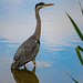 Heron