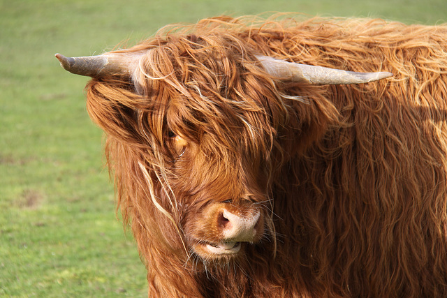 Highland Cattle