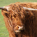 Highland Cattle