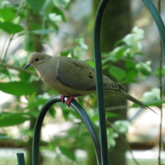 Mourning dove on feeder