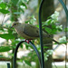 Mourning dove on feeder