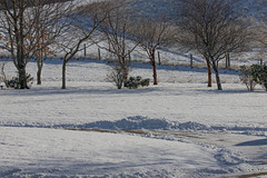 Diamonds in the snow