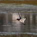 Oyster catcher