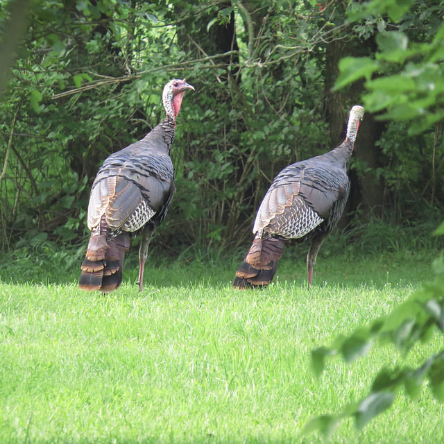 Turkeys