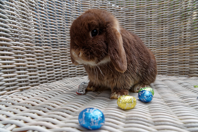 A quoi reconnait-on le lapin de Pâques ?