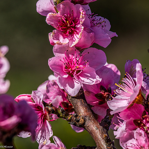 Ciruelos en floración