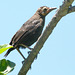 IMG 0304bird