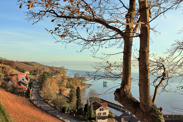 Blick vom Staatsweingut Meersburg auf den Bodensee...