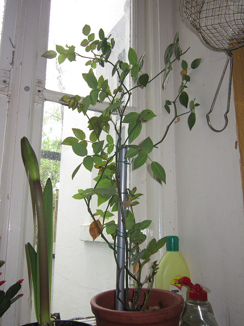 These plants must like the window sill 11/5/16