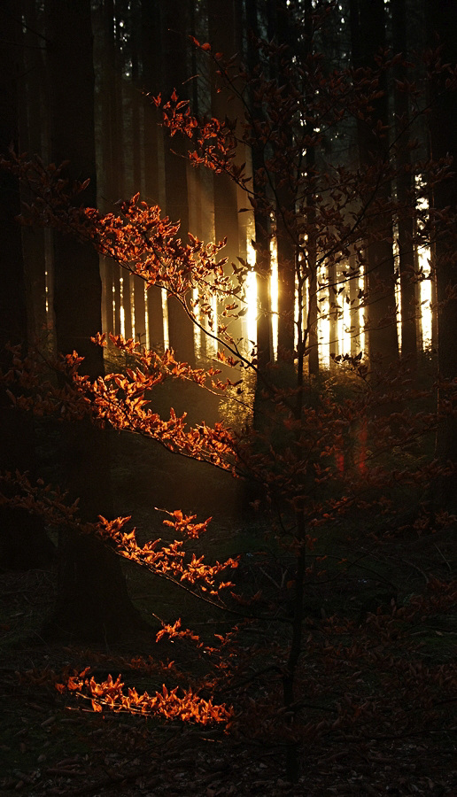 Rotlicht
