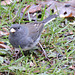 Dark-eyed Junco