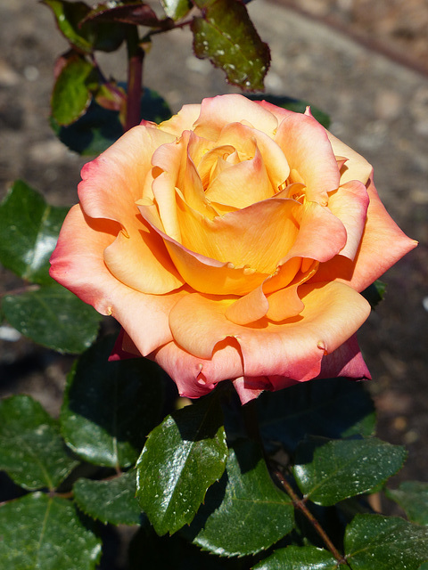 Princess Grace Rose Garden (7) - 21 April 2017