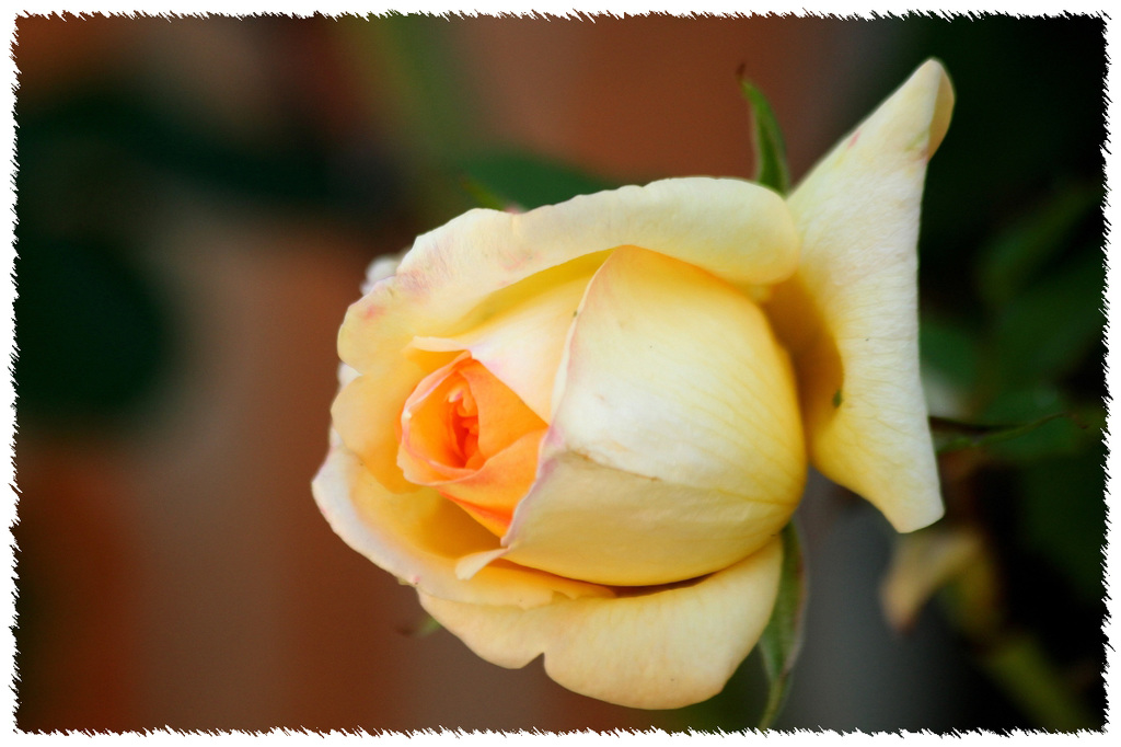 Rose 2017
