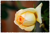 Rose 2017