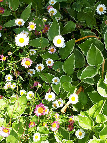 Floraison