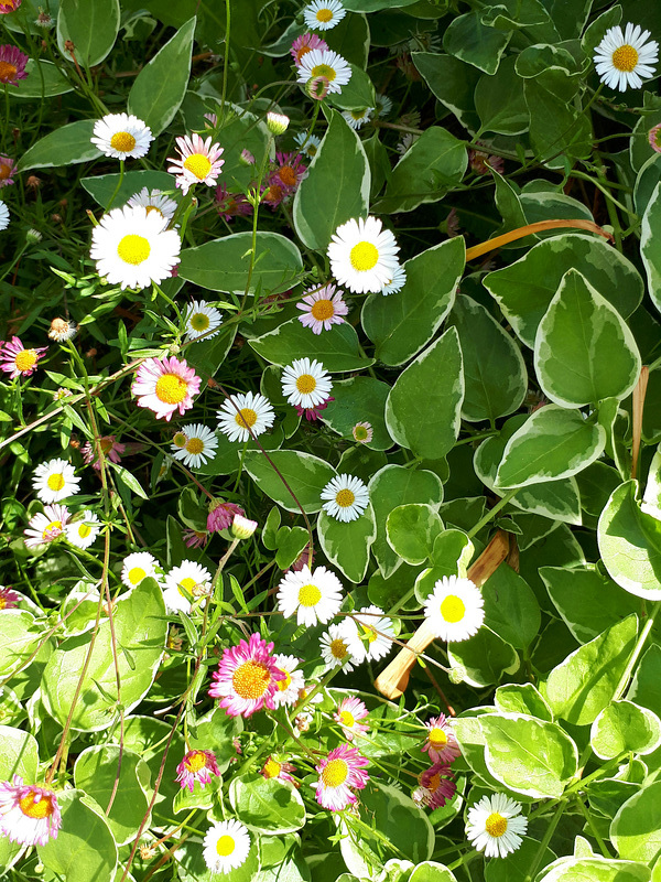 Floraison