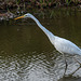 Great white egret