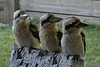 kookaburras