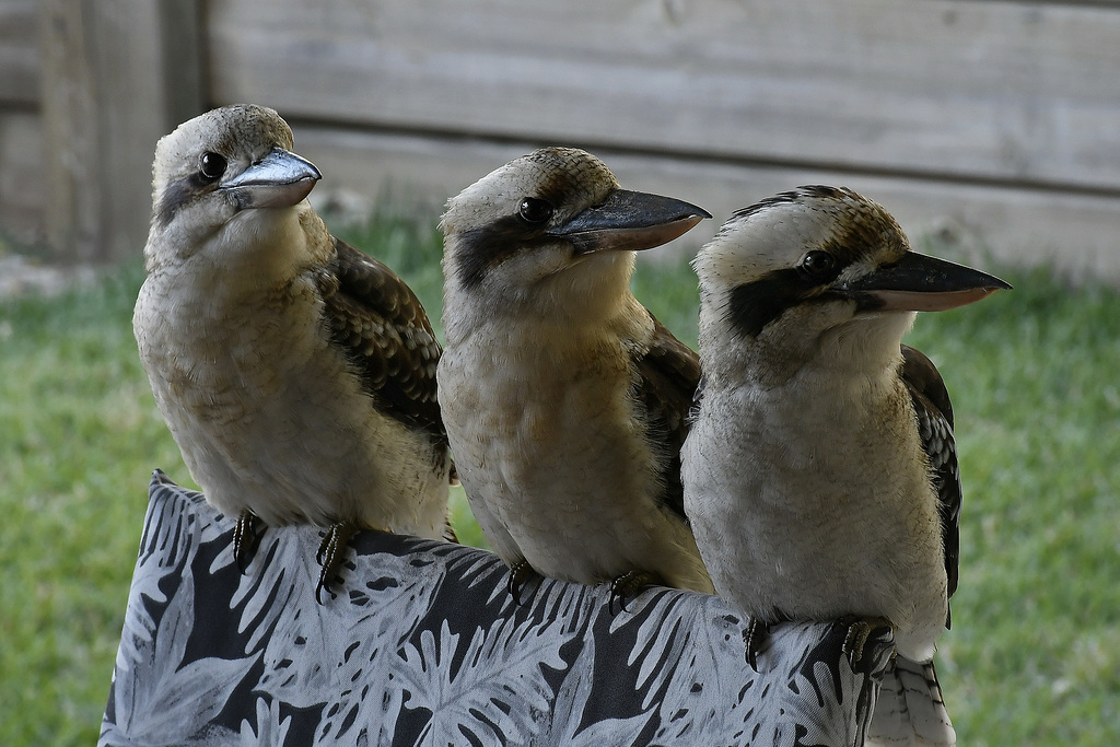 kookaburras