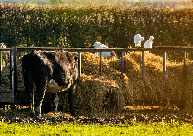 Cattle egrets