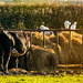 Cattle egrets