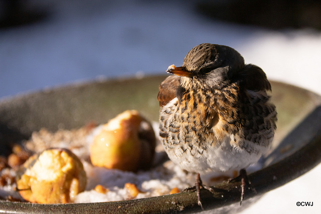 Fieldfare guarding its apples!