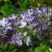 20210717 1757CPw [D~LIP] Rainfarn-Phazelie (Phacelia tanacetifolia) [Büschelschön], Bad Salzuflen