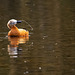 Ruddy shelduck